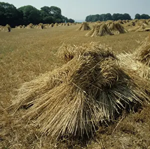 Shock: Stooks of thatching straw