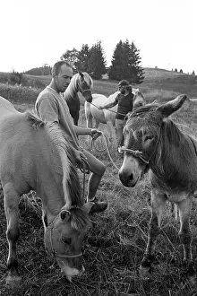 Stop: Stop at the transhumance to do eat horses France