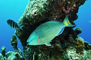 Terminal: Stoplight Parrotfish (Sparisoma viride)