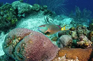 Terminal: Stoplight Parrotfish (Sparisoma viride)