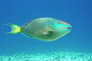Terminal: Stoplight Parrotfish (Sparisoma viride)