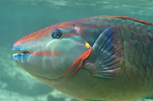 Terminal: Stoplight Parrotfish (Sparisoma viride)