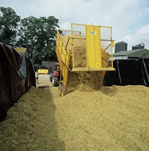 Truck: Storing wheat silage
