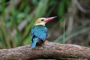 Capensis: Stork-billed Kingfisher