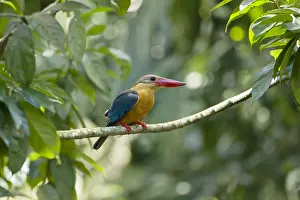 Capensis: Stork-billed Kingfisher Pelargopsis capensis Singapore