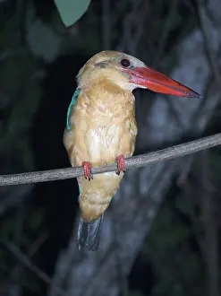Halcyon: Stork-billed Kingfisher - on perch