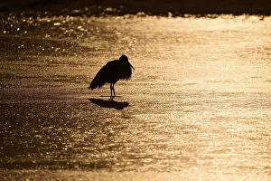 Storks: Stork (Ciconia ciconia), standing on ice at dawn