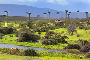 Occupied: Stork City - a pasture with grazing horses and a