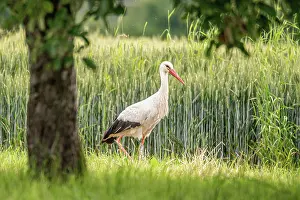 Lifestyle: Stork, Field