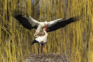 Storks: Two storks interacting on a nest with outstretched wings