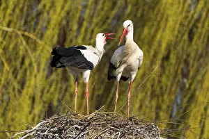 Speaking: Two storks standing in the nest