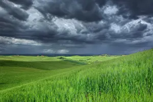 Raining: Storm clouds over agricultural wheat field