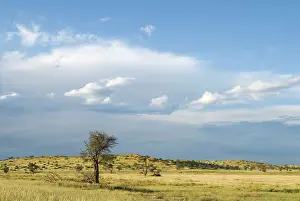 Camelthorn: Storm clouds, camelthorn and evening light at Marie