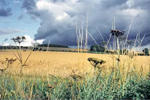 Storms: STORM OVER CORNFIELD