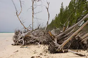 Hurricane: Storm Debris - Dead trees swept onto beach by Hurricane