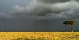 Severe: Storm over the Maasai Mara with herd of