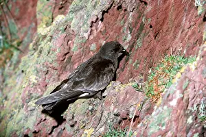 Nancy Jennings: STORM PETREL