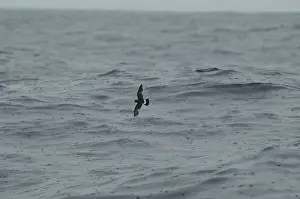 Scilly: Storm Petrel - in flight over waves in rain