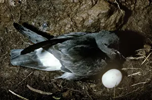 Nancy Jennings: Storm Petrel - at nest incubating eggs