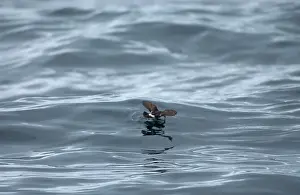 Scilly: Storm Petrel over waves