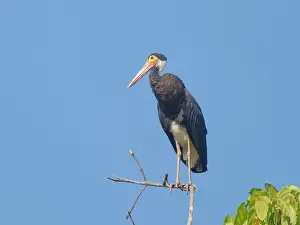 Storms: Storm's Stork Ciconia stormi Sabah, Malaysia, Bo