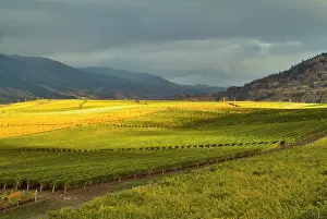 Okanagan: Stormy sky over the fall-colored vineyards