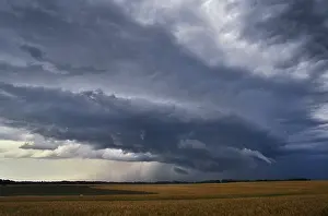 Storms: Stormy sky over wheat field in Kansas. USA