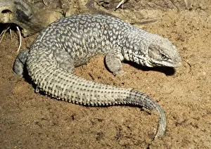 Reptilian: Storr's Monitor