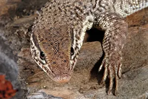 Pigmy: Storr's Pygmy Monitor Lizard