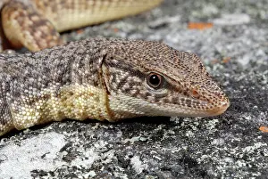Pigmy: Storr's Pygmy Monitor Lizard