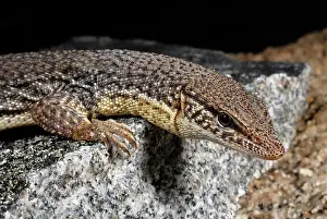 Pigmy: Storr's Pygmy Monitor Lizard