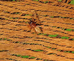 Stout: Stout Sac Spider - Under bark of eucalypt