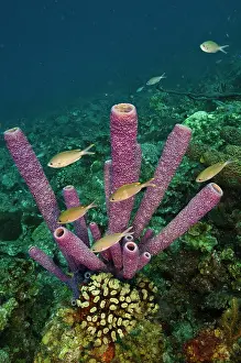 Pipe: Stove-pipe Sponge (Aplysina archeri), Bonaire
