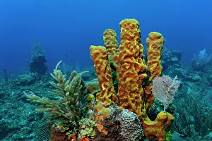 Pipe: Stove Pipe Sponge (Aplysina sp.) growing amongst
