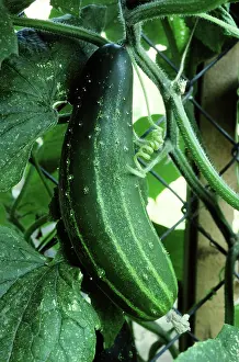 Cucumber: Straight Eight Cucumber