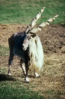 Markhors: Straight-horned Markhor - male