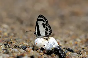 Droppings: Straight Pierrot Vutterfly
