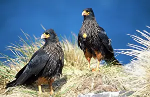 Caracaras: STRAITED CARACARA - FALKLANDS