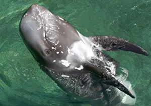 Stranded: Stranded Risso's dolphin - Head standing, ' playing