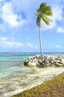 Fucales: Stranding of Sargasses (Sargassum fluitans) and