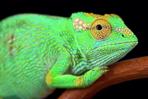 Ruwenzori: Strange-nosed chameleon (Kinyongia xenorhina) female