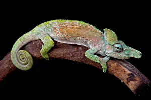 Spiral: Strange-nosed chameleon (Kinyongia xenorhina) male
