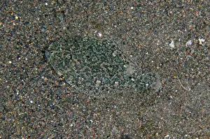 Flatfish: Strange Sole - Amed Beach dive site, Amed, Bali