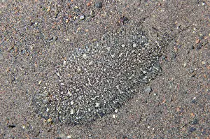 161018: Strange Sole - camouflaged on sand, Night dive -