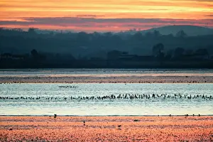 Lough: Strangford Lough and waders flying