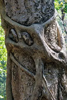 Arbre: Strangler fig