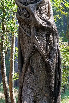 Arbre: Strangler fig