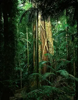 Strangler: Strangler fig (Ficus watkinsiana) on Brush box