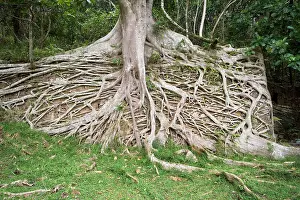 Figs: Strangler Fig roots covering a wall