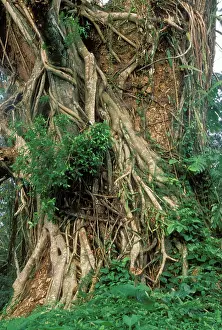 Figs: STRANGLER FIG - showing aerial roots